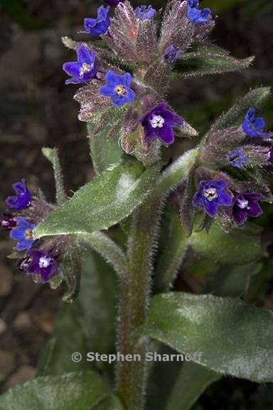 anchusa calcarea 1 graphic